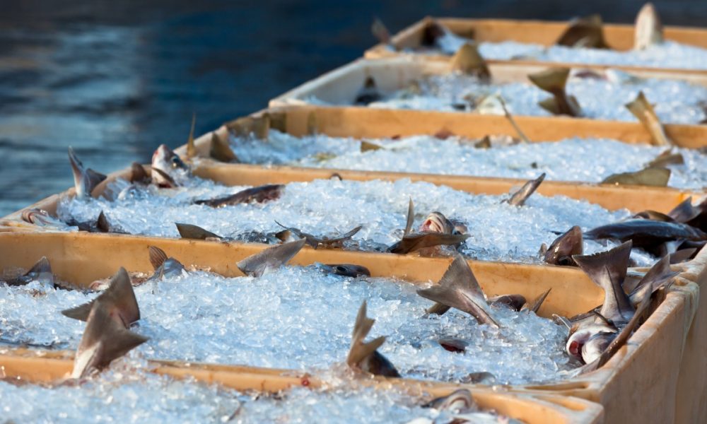 catch-of-the-day-fresh-fish-in-shipping-containe-2022-01-21-18-47-47-utc (1)